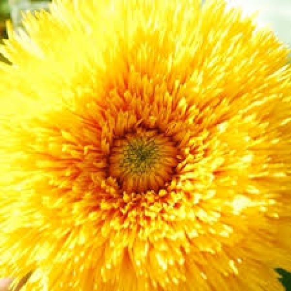Omaxe Sunflower Sungold Teddy Bear Seeds